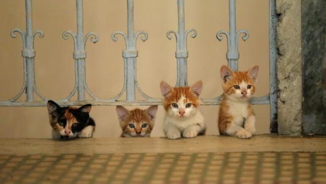 Kedi_st_1_jpg_sd-low